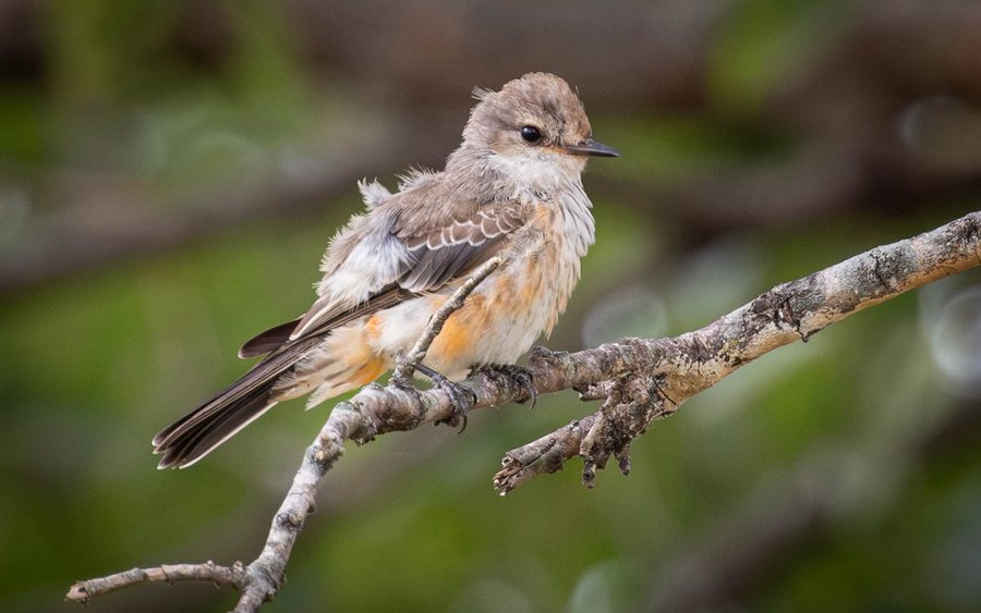 Female vermilion flycatcher with a salmon-tinted belly perched on a pale, lichen-covered branch